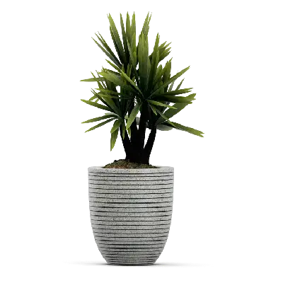 Snake Plant (Brown, 285 Grams).webp