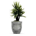 Snake Plant (Brown, 285 Grams).webp