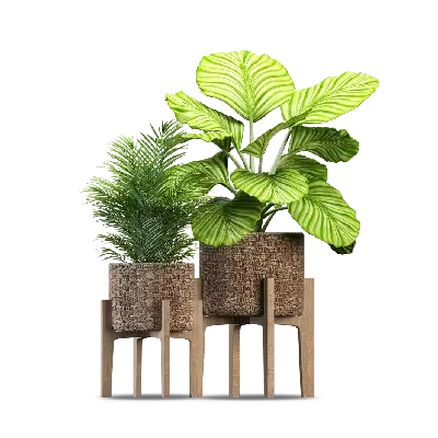 Lily Plant (285 Grams, Small, Beige).webp