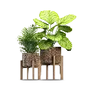 Lily Plant (285 Grams, Small, Beige).webp