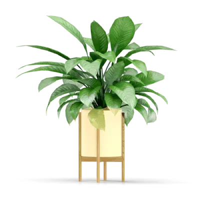 Jade Plants (285 Grams, Beige).webp