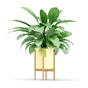 Jade Plants (285 Grams, Beige).webp