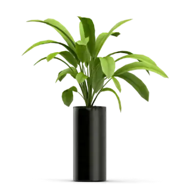 Money Plants (285 Grams, Black).webp
