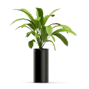 Money Plants (285 Grams, Black).webp
