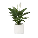 Aglaonema Plant.webp